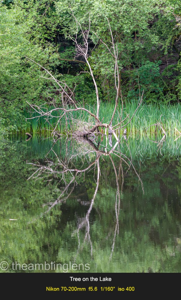 Fallen tree in the ponds