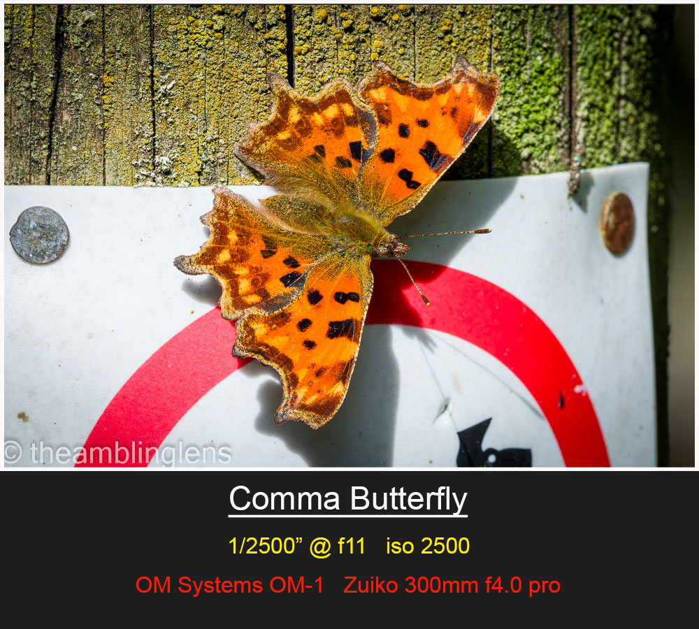 Comma Butterfly
