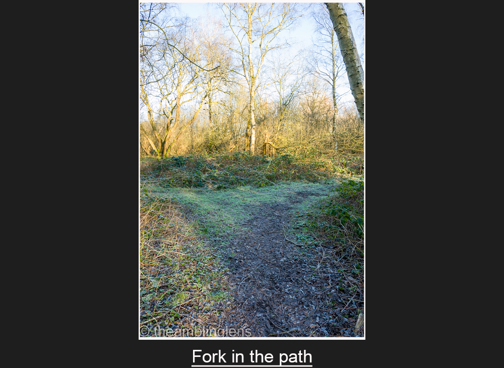 Fork in the Path