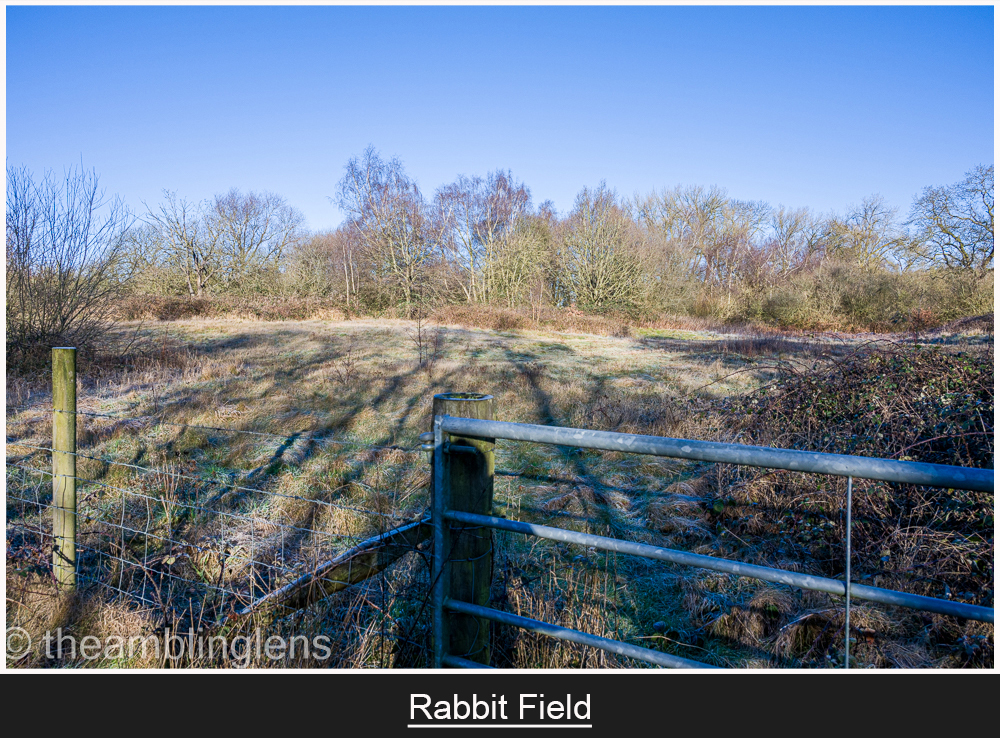 Rabbit field