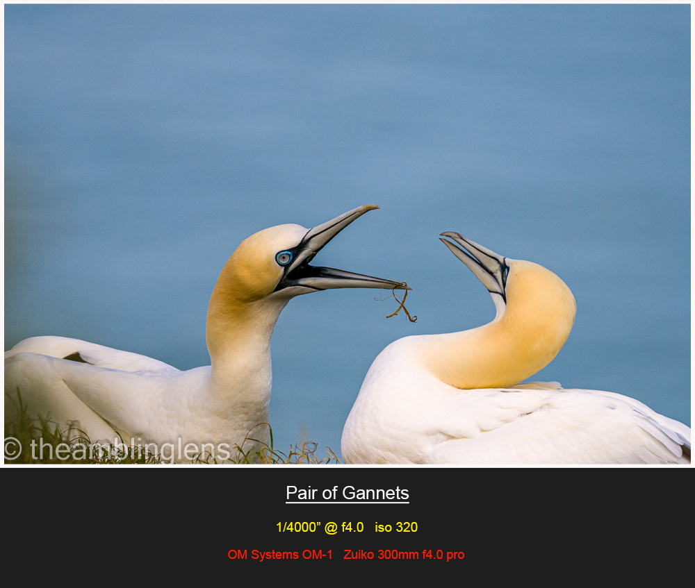 Pair of Gannets